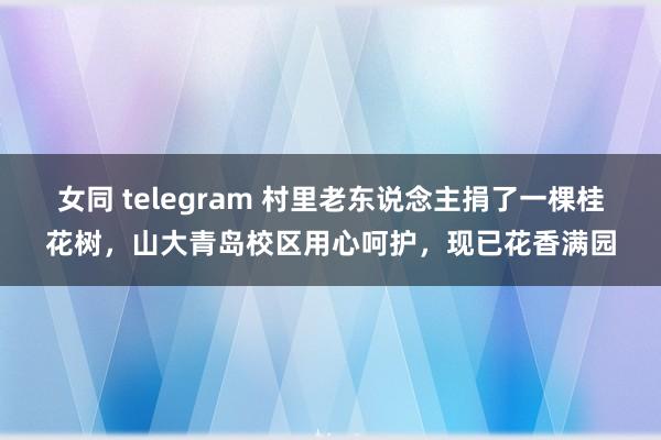 女同 telegram 村里老东说念主捐了一棵桂花树，山大青岛校区用心呵护，现已花香满园