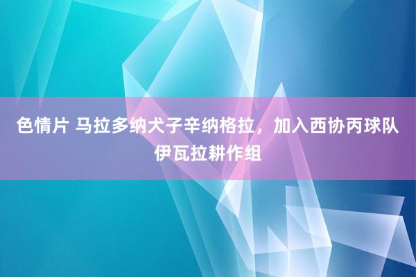 色情片 马拉多纳犬子辛纳格拉，加入西协丙球队伊瓦拉耕作组